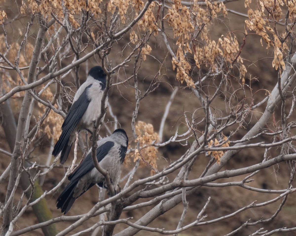 Leş Kargası - ML647462245