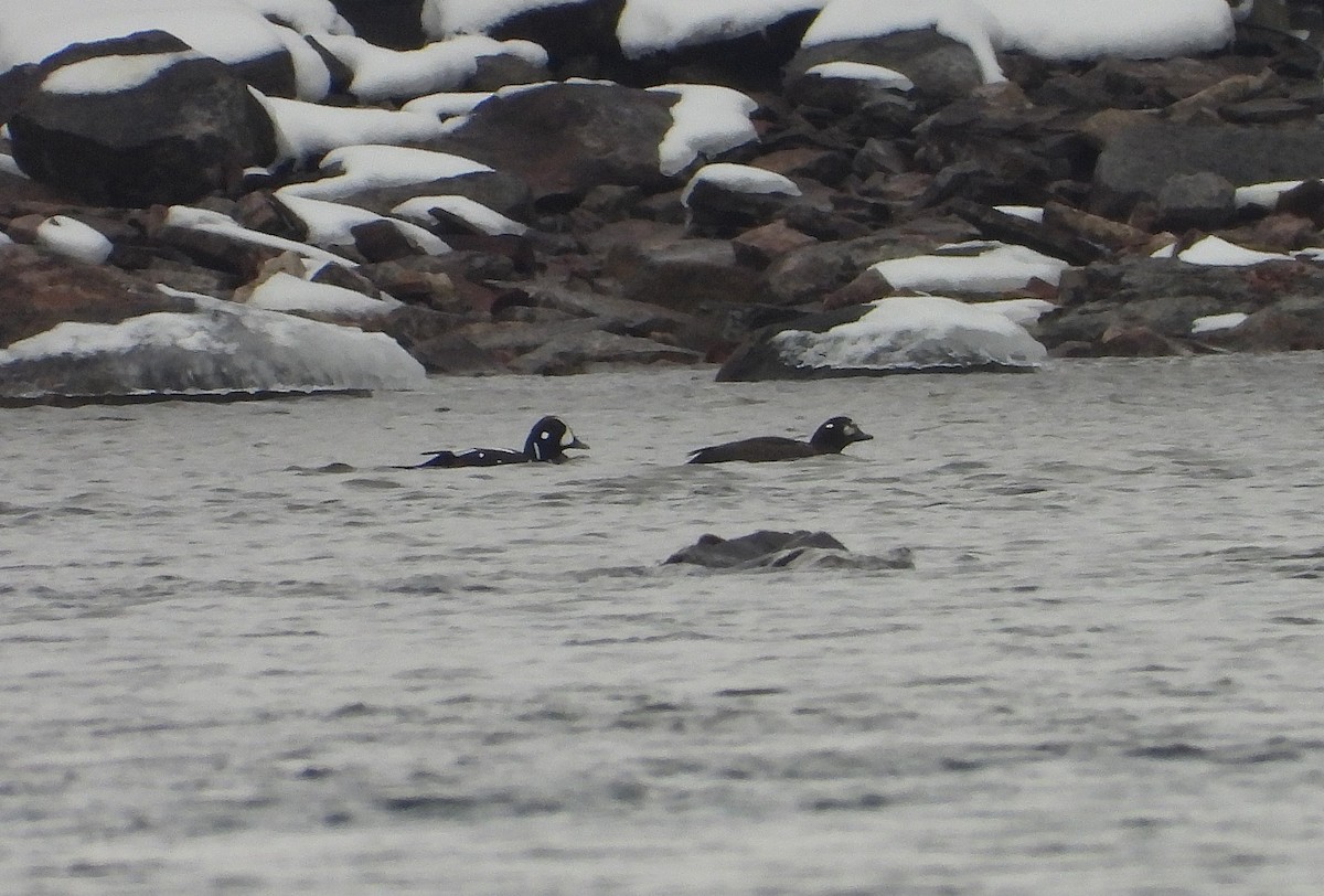 Harlequin Duck - ML647462246
