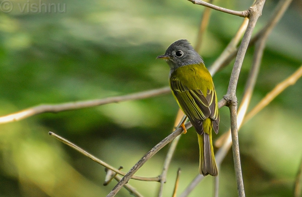 Gray-headed Canary-Flycatcher - ML647462247