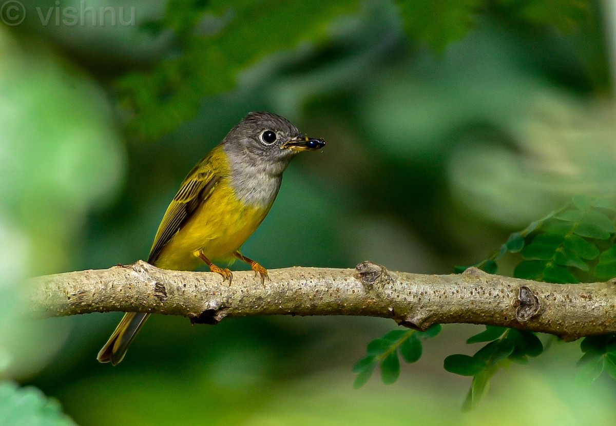 Gray-headed Canary-Flycatcher - ML647462248