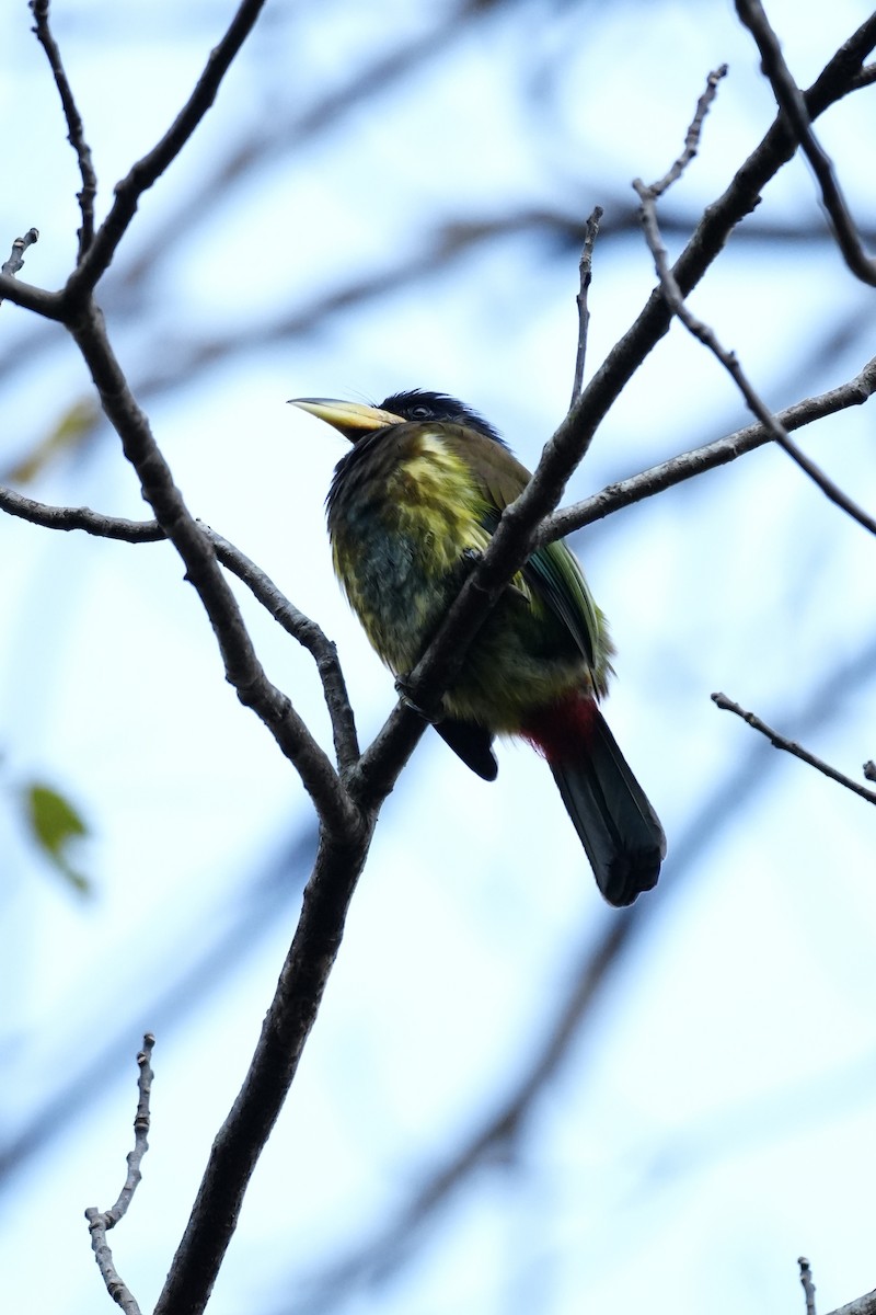 Barbu géant - ML647462253
