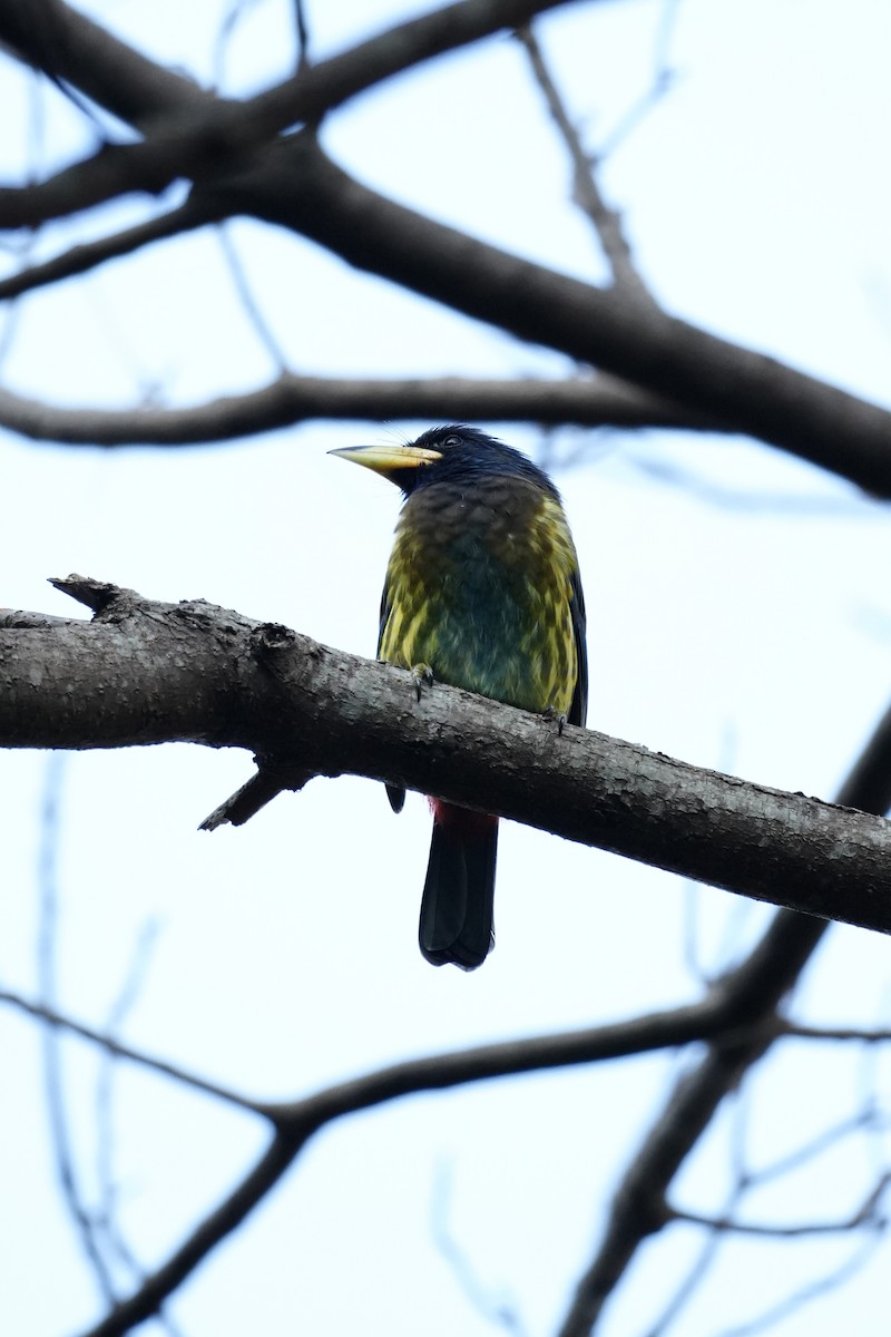 Barbu géant - ML647462254