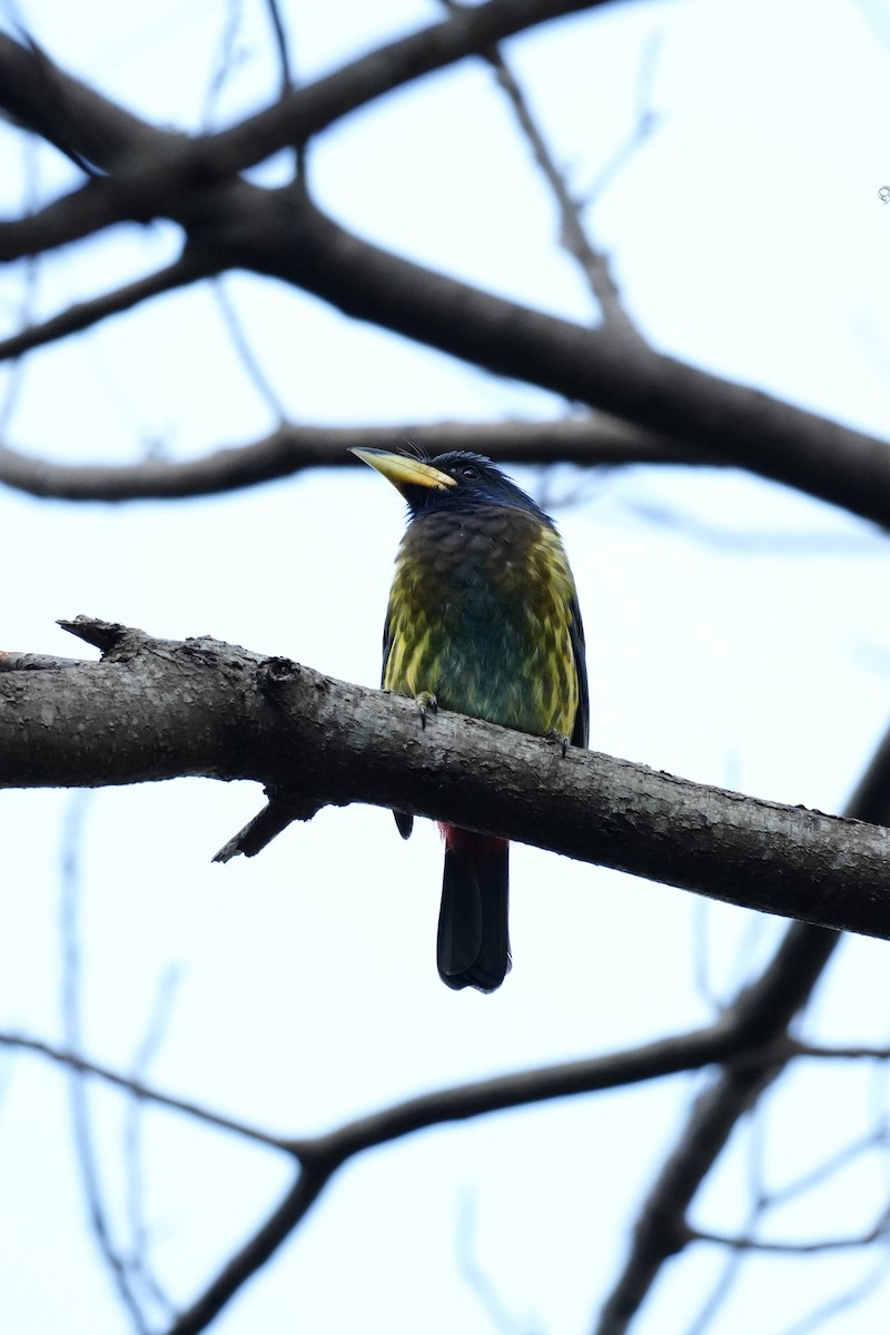 Barbu géant - ML647462255
