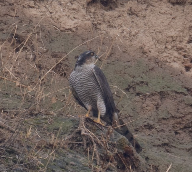 ハイタカ - ML647462258