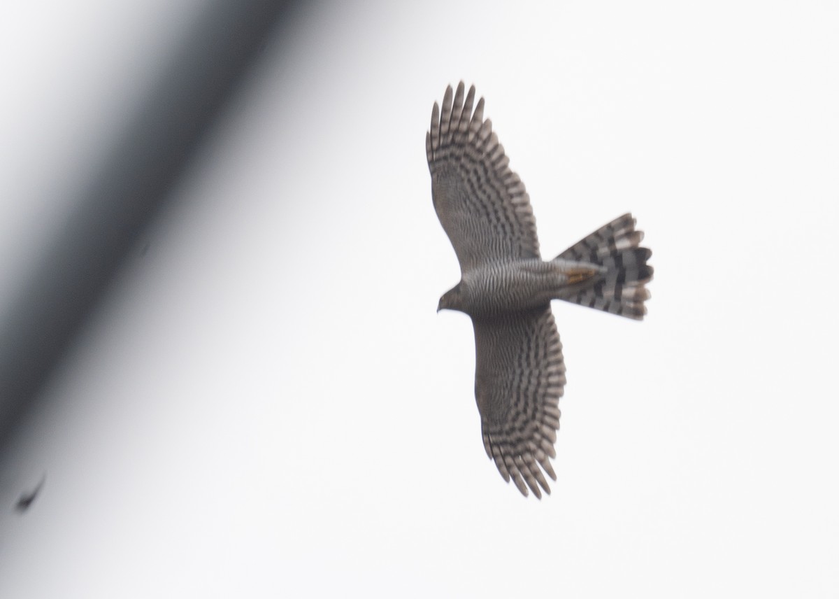 ハイタカ - ML647462259