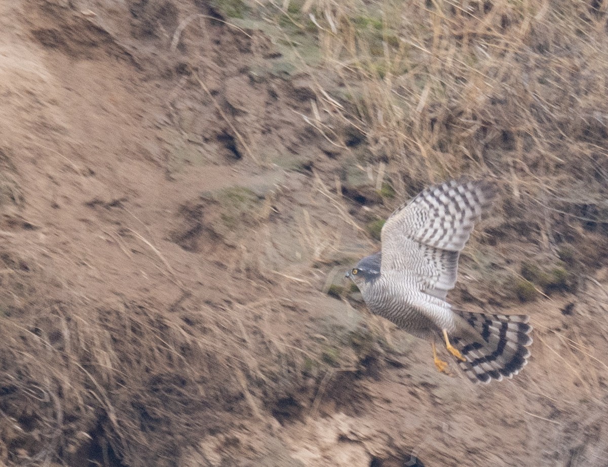 ハイタカ - ML647462260