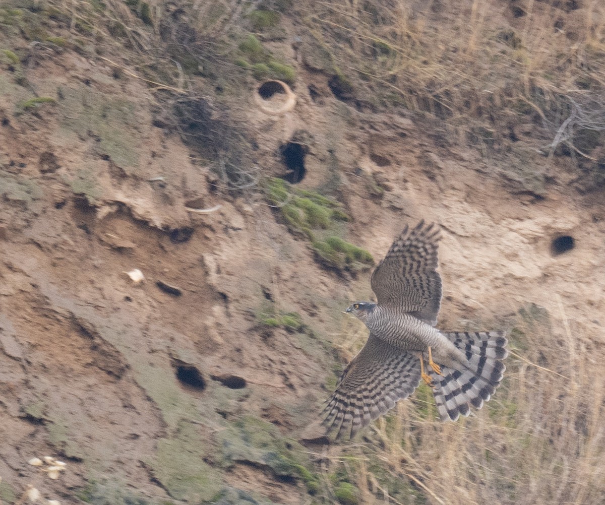 ハイタカ - ML647462261