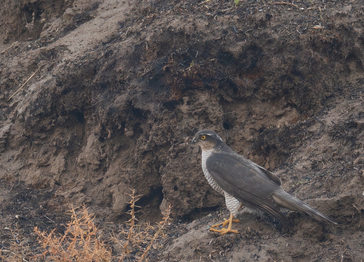 ハイタカ - ML647462262