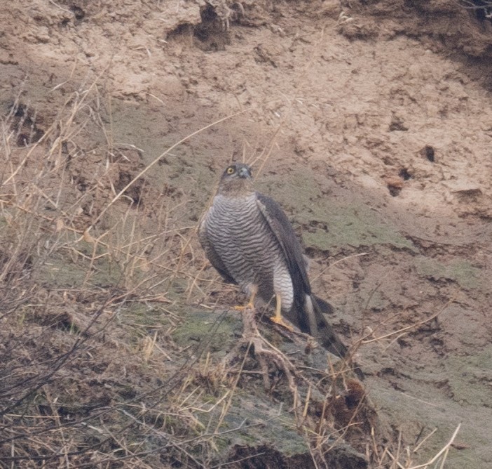 ハイタカ - ML647462263