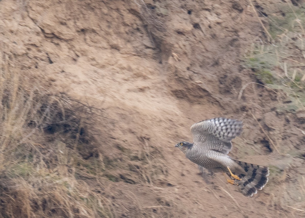 ハイタカ - ML647462264