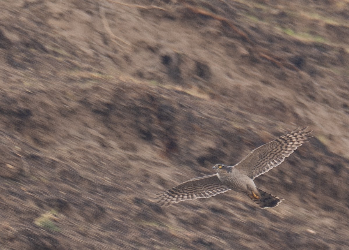 ハイタカ - ML647462265