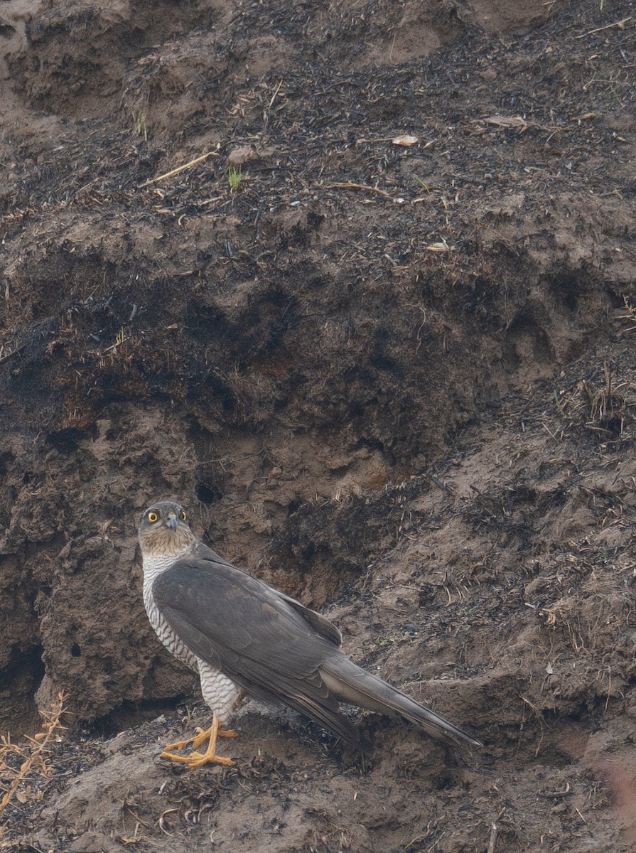 ハイタカ - ML647462266