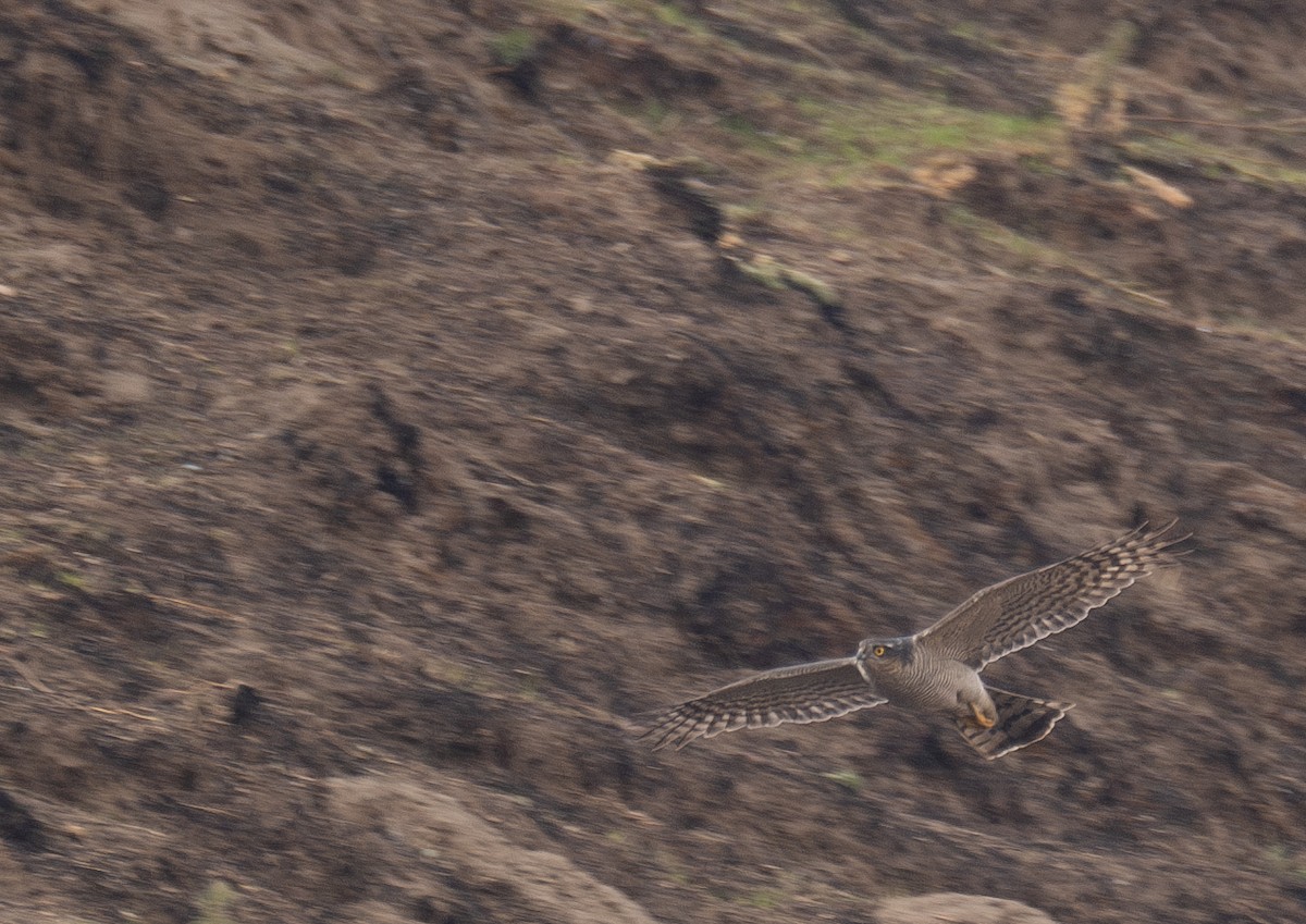 ハイタカ - ML647462267