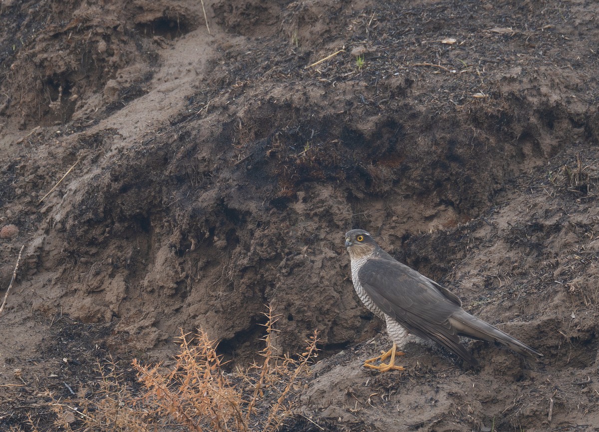 ハイタカ - ML647462268