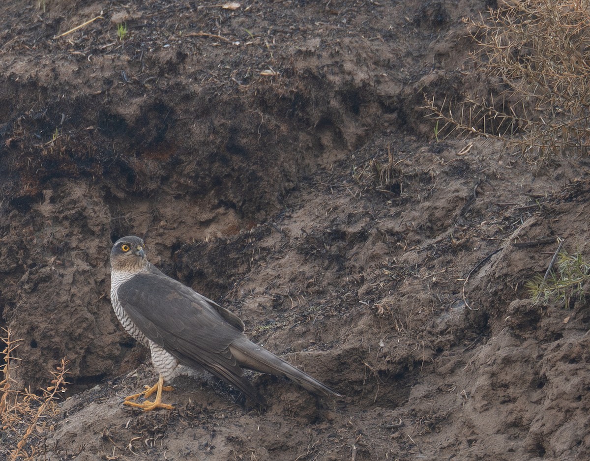 ハイタカ - ML647462269