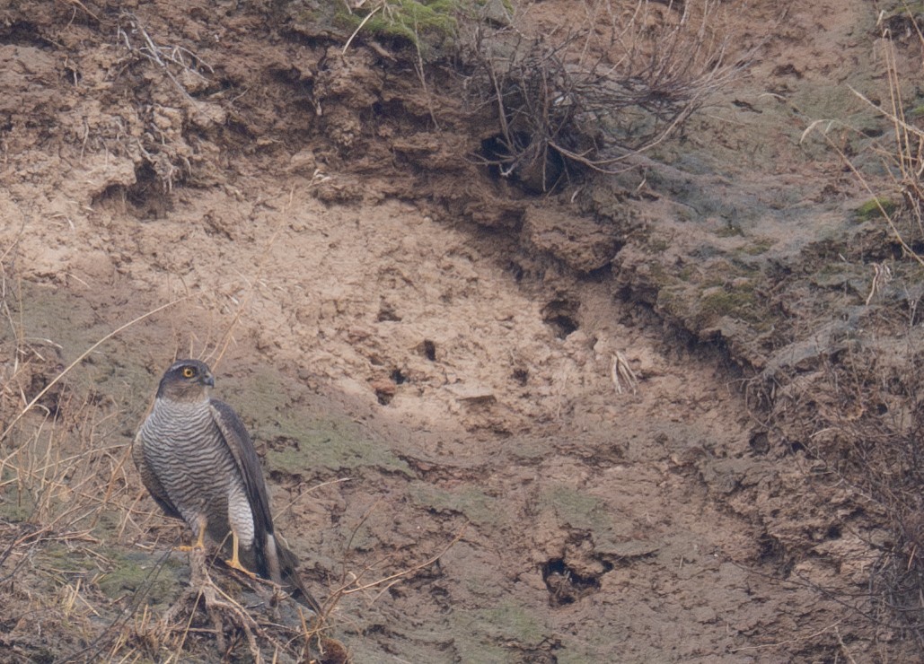 ハイタカ - ML647462270