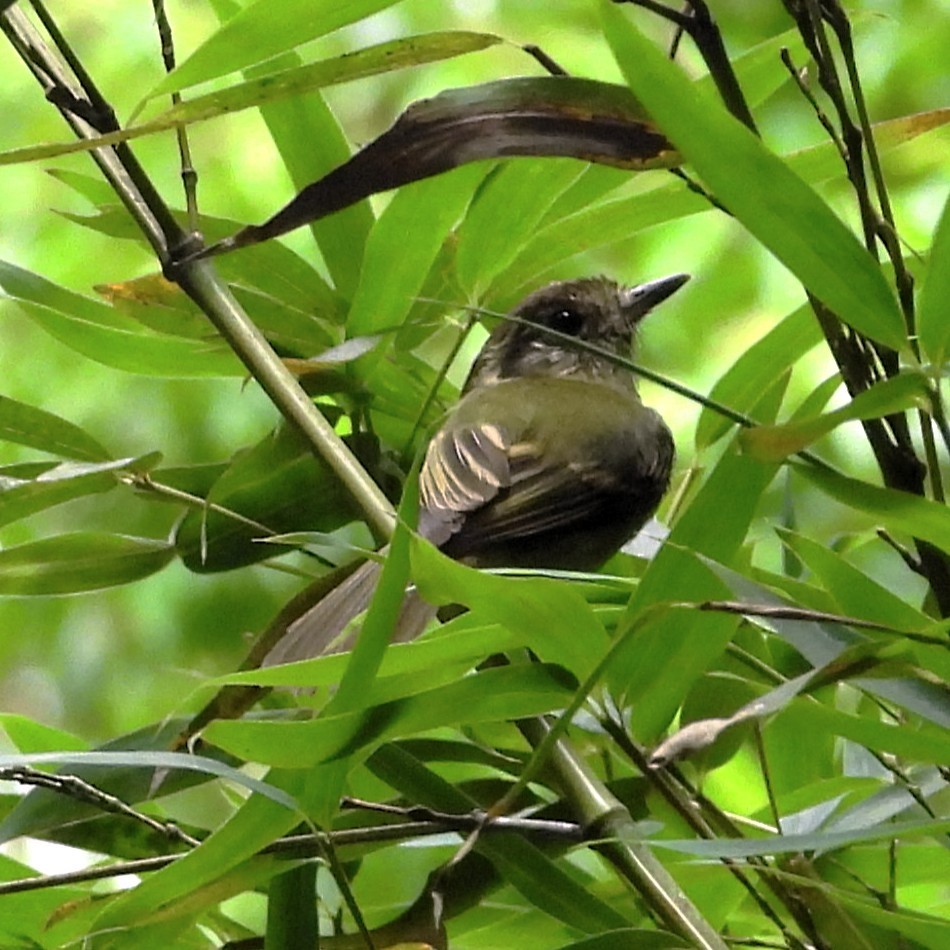 チャボウシハエトリ - ML647462272