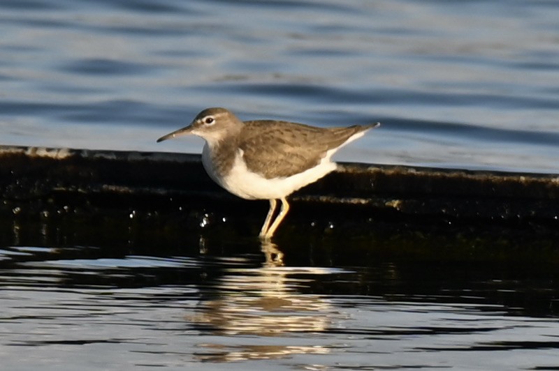 アメリカイソシギ - ML647462274