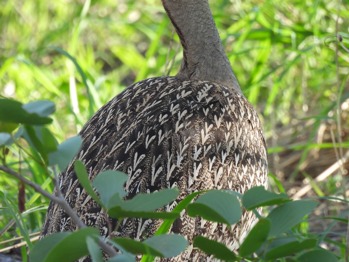 カンムリショウノガン - ML647462275