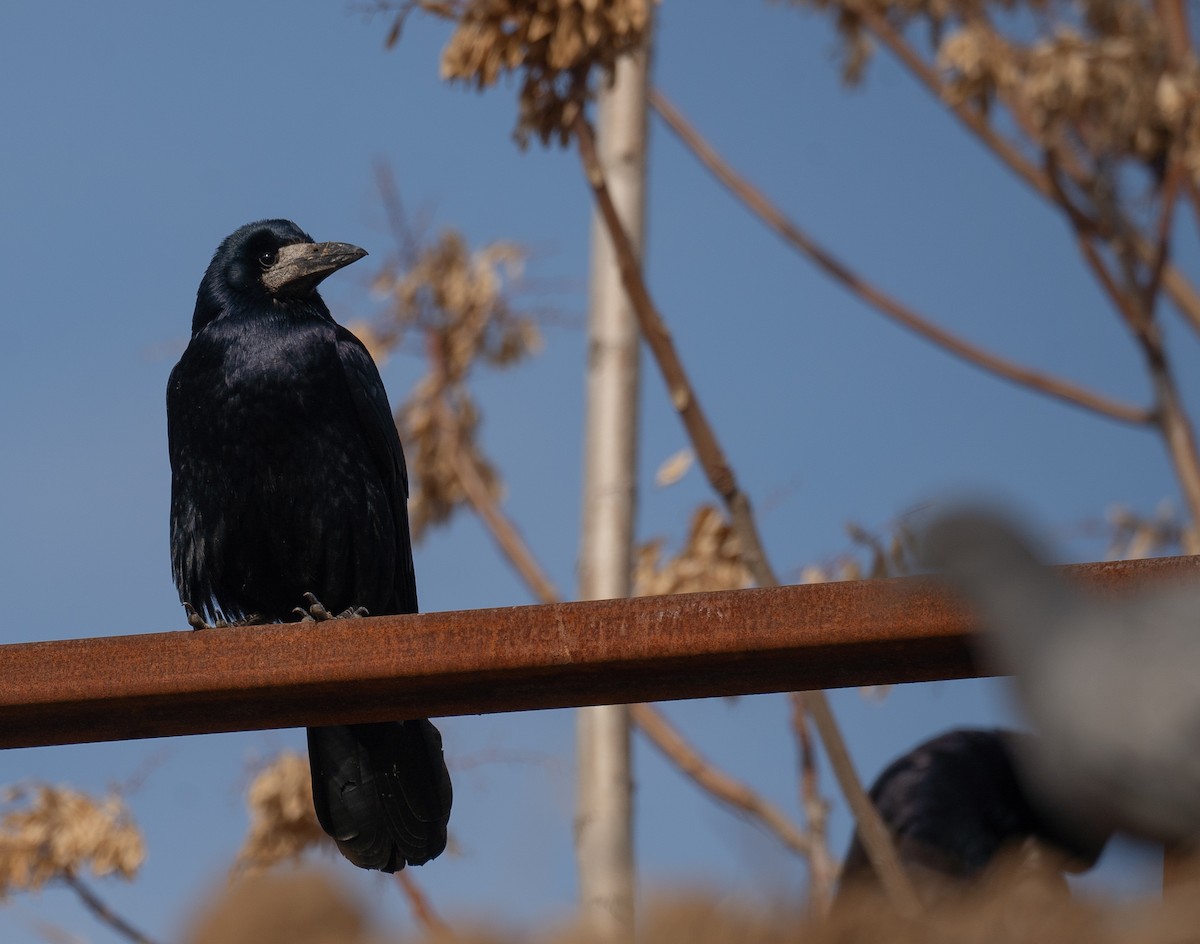 ミヤマガラス - ML647462276