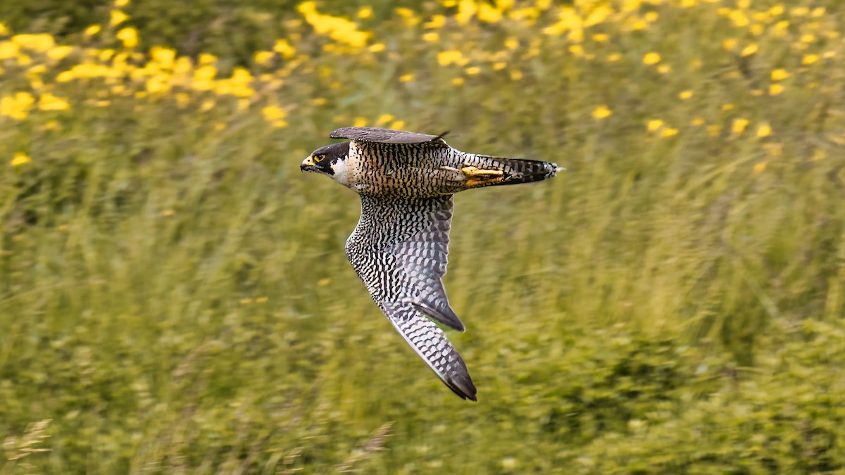 ハヤブサ（calidus／tundrius） - ML647462277