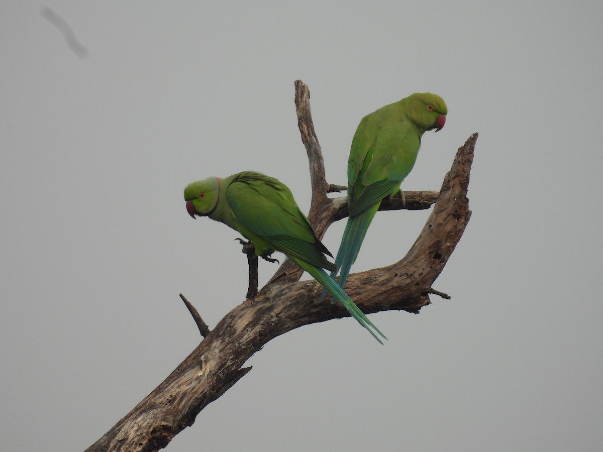 ホンセイインコ - ML647462278