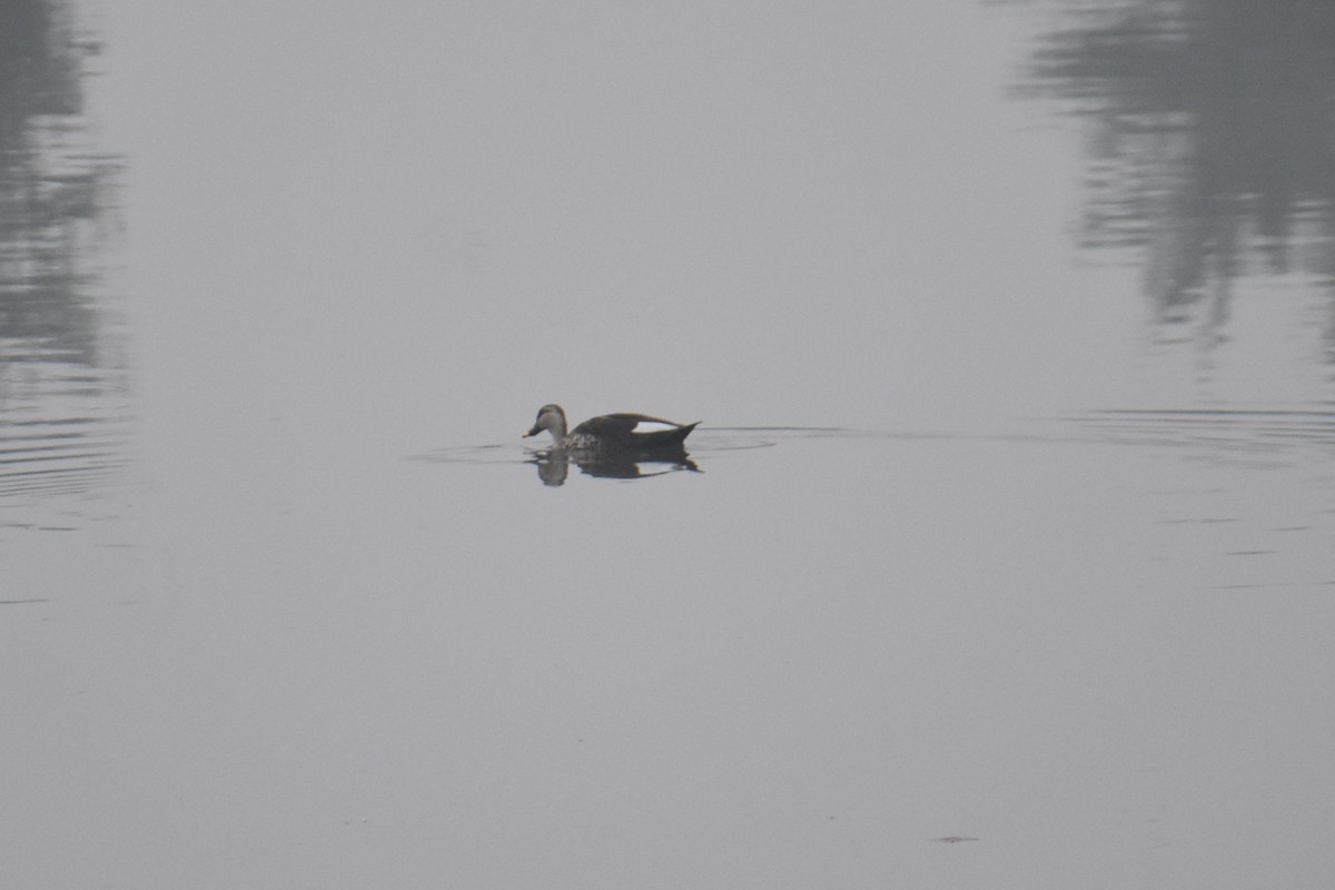 アカボシカルガモ - ML647462279