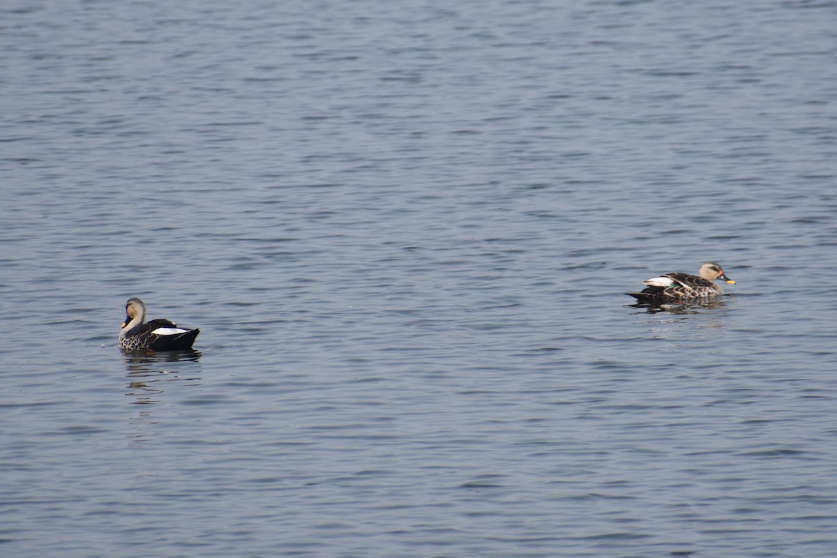 アカボシカルガモ - ML647462280