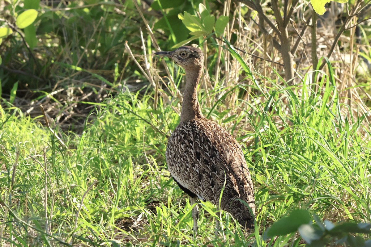 カンムリショウノガン - ML647462281