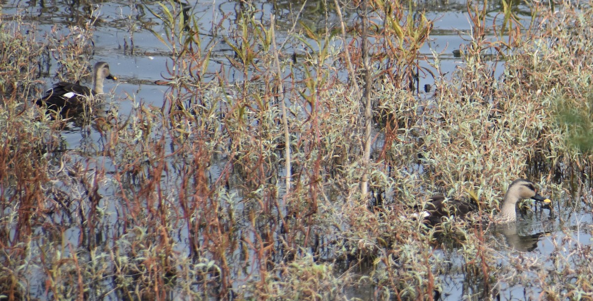 アカボシカルガモ - ML647462282