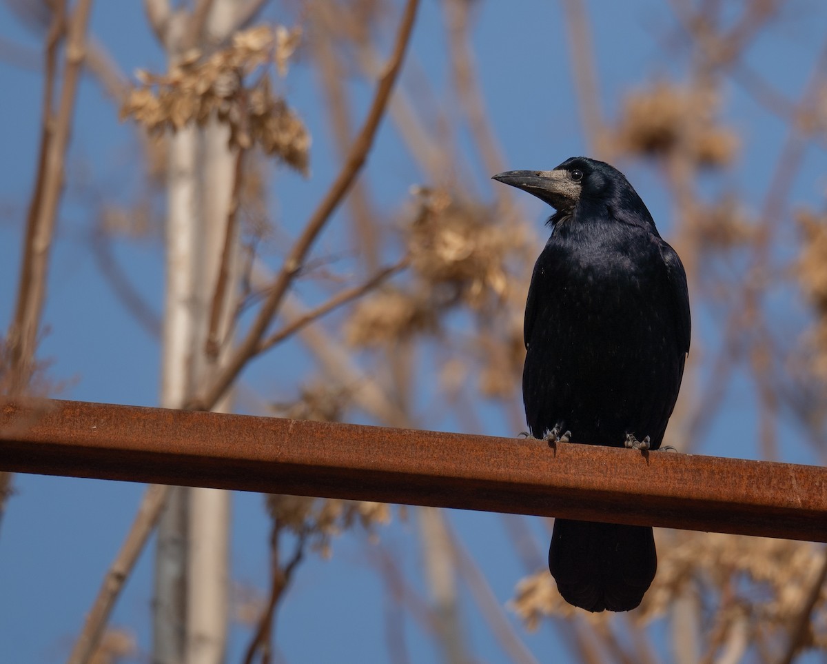 ミヤマガラス - ML647462285