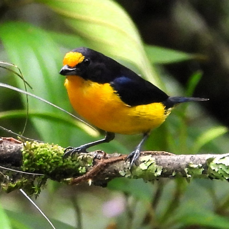 スミレフウキンチョウ - ML647462286