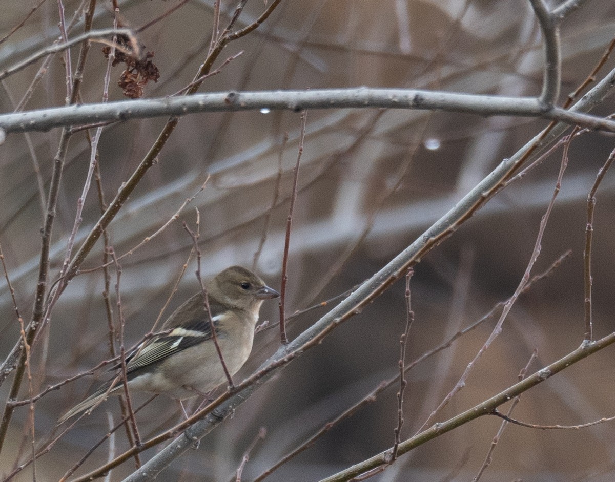 ズアオアトリ - ML647462287