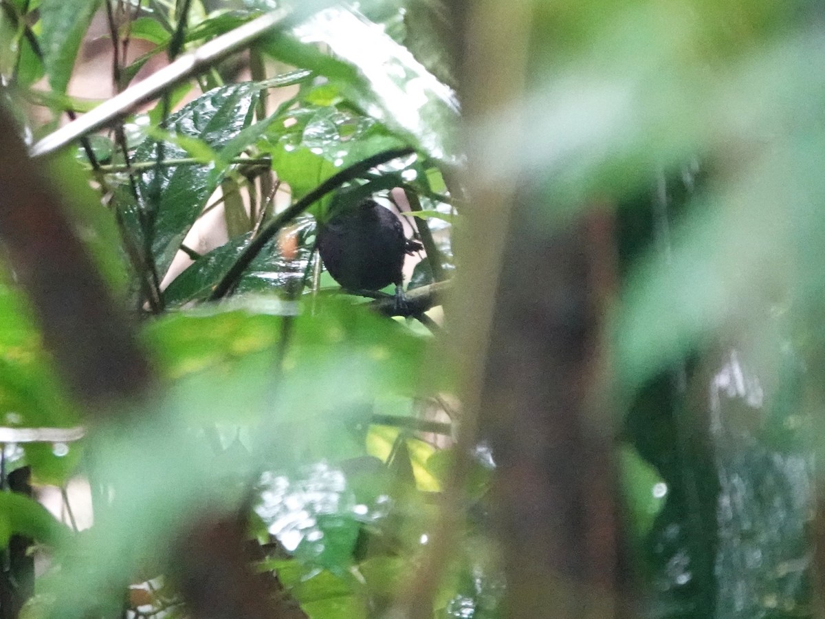 チャガシラアリドリ - ML647462288