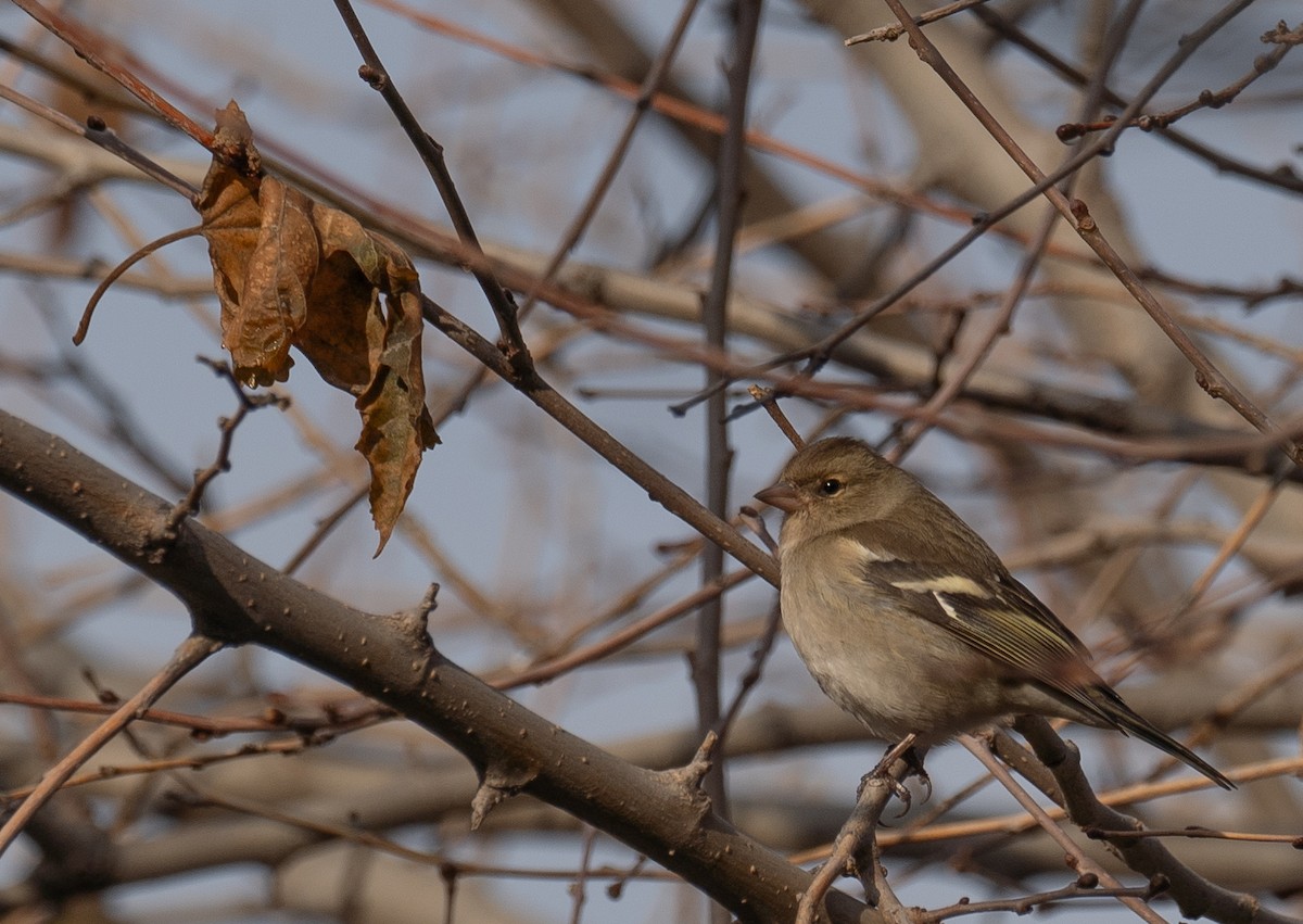 ズアオアトリ - ML647462289