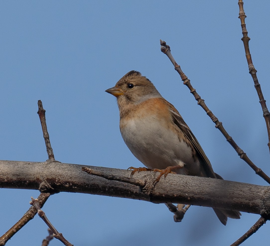 Brambling - ML647462293