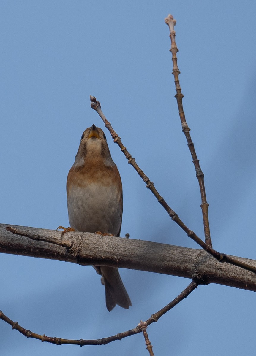 Brambling - ML647462294