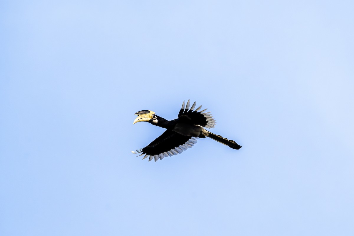 Malabar Pied-Hornbill - ML647462299
