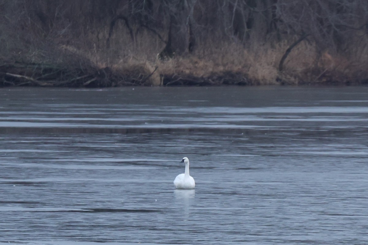 小天鵝 - ML647462347