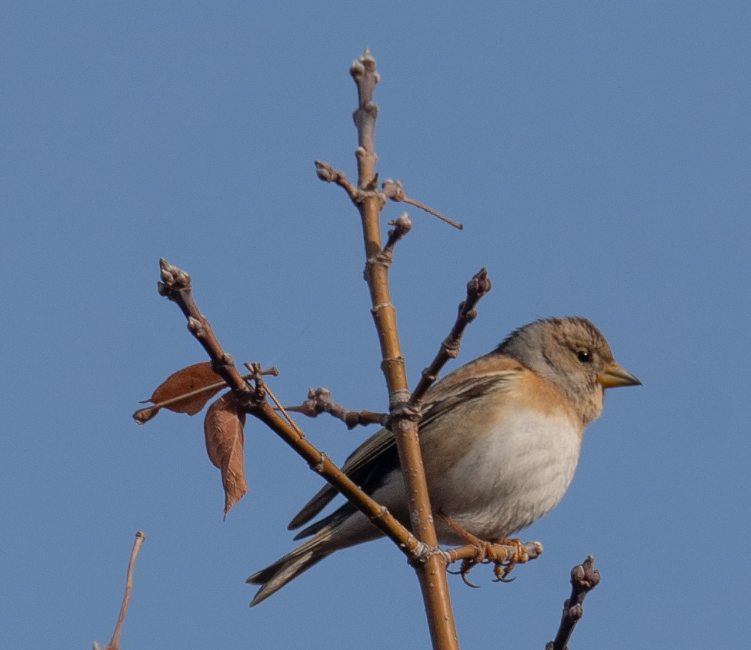 Brambling - ML647462356