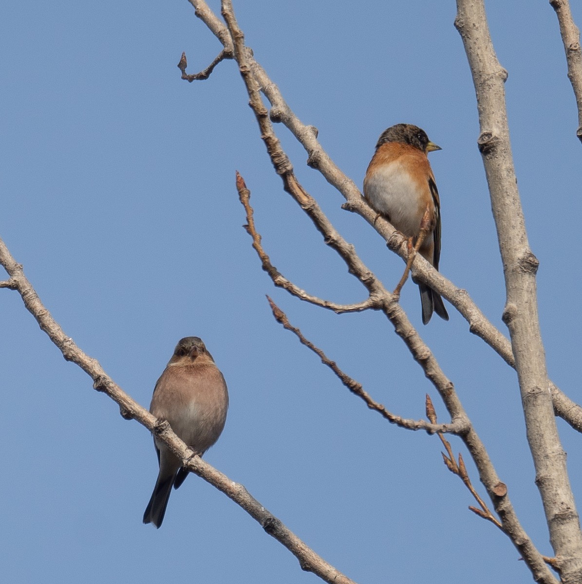 Brambling - ML647462357