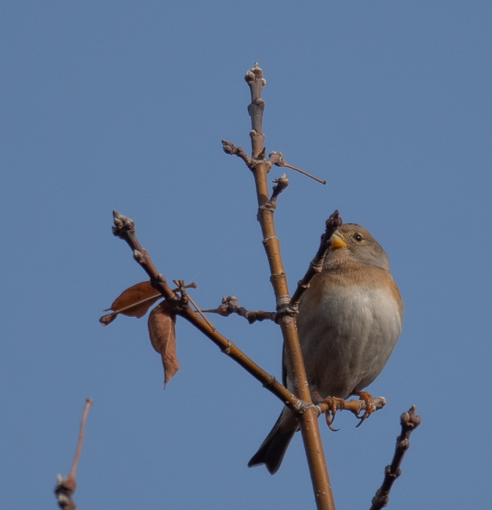 Brambling - ML647462358