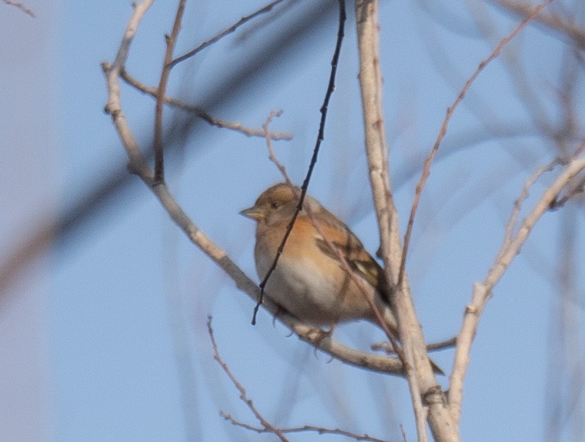 Brambling - ML647462359