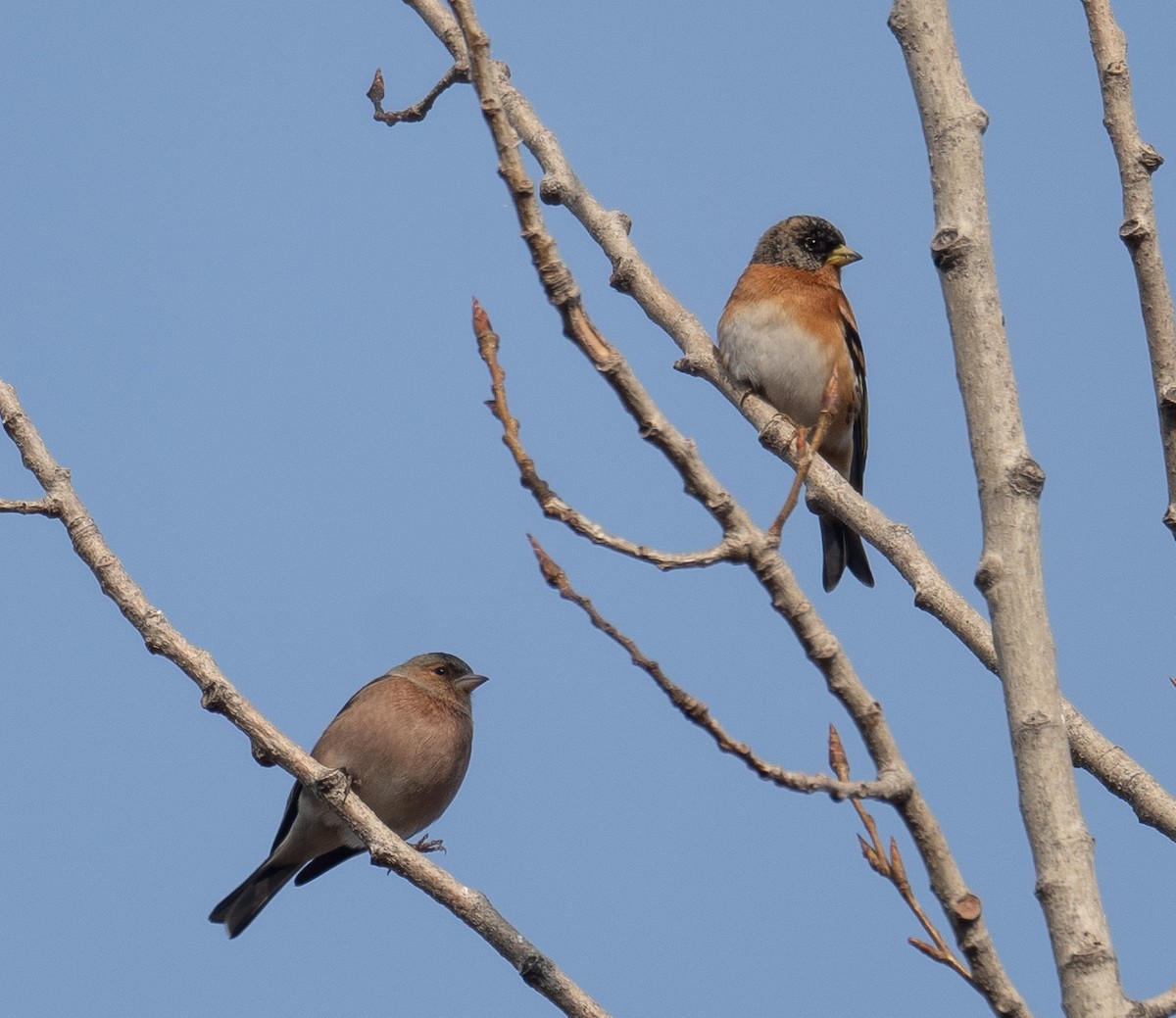 Brambling - ML647462360