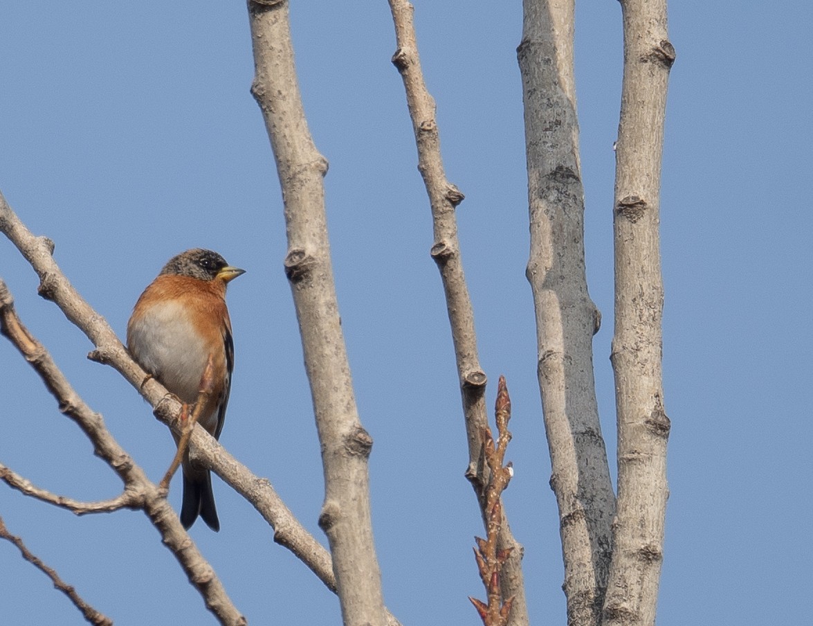 Brambling - ML647462361