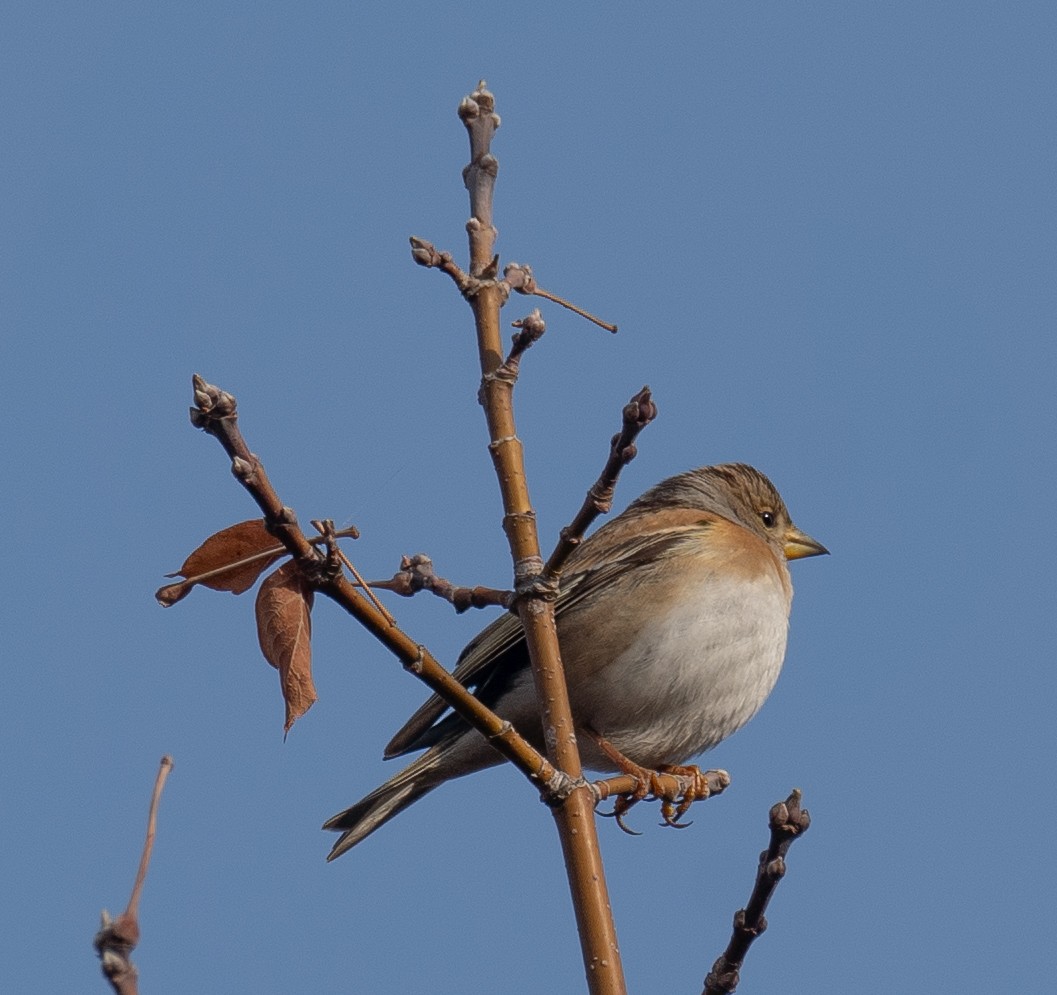 Brambling - ML647462362