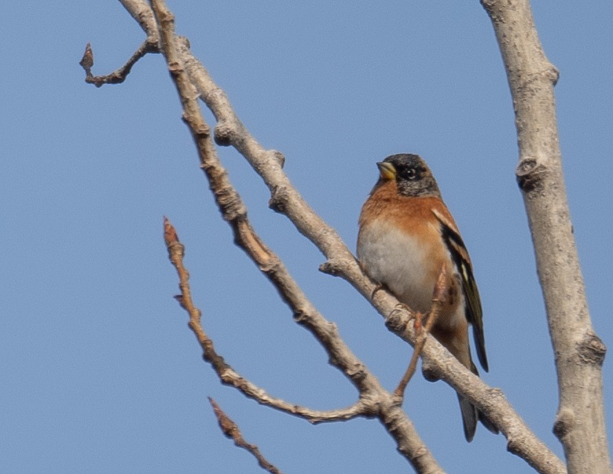 Brambling - ML647462371