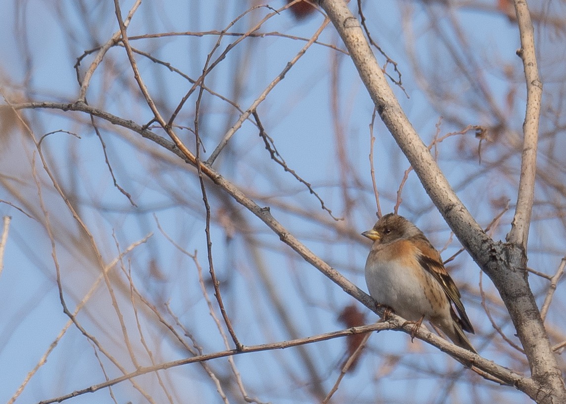 Brambling - ML647462372
