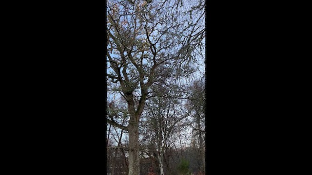 Eurasian Nuthatch - ML647462377