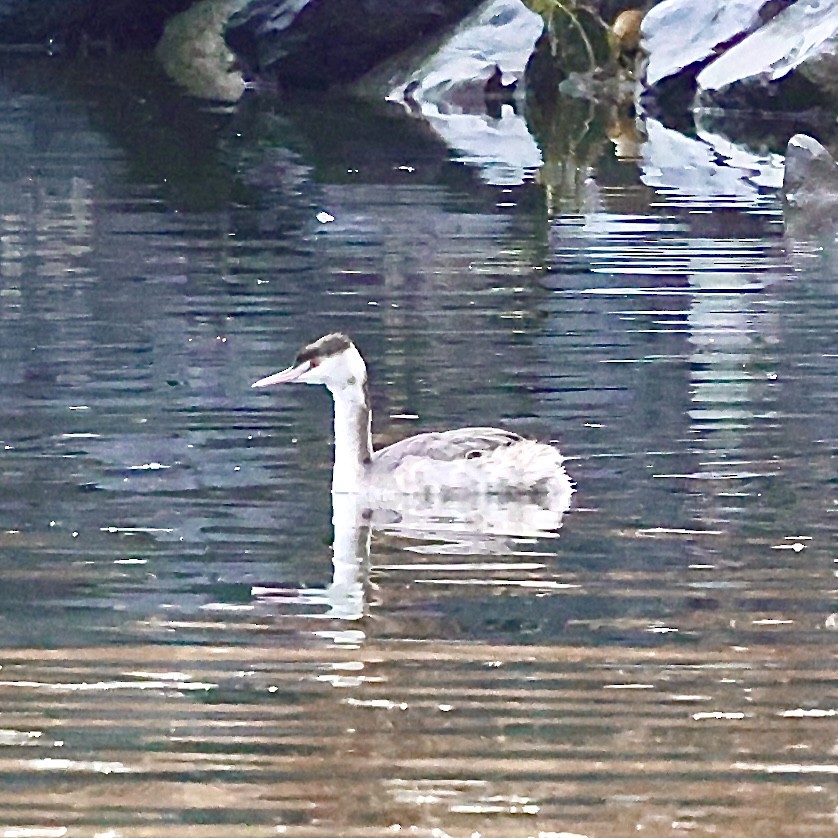 Пірникоза велика - ML647462417